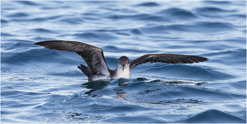Galapagos Shearwater