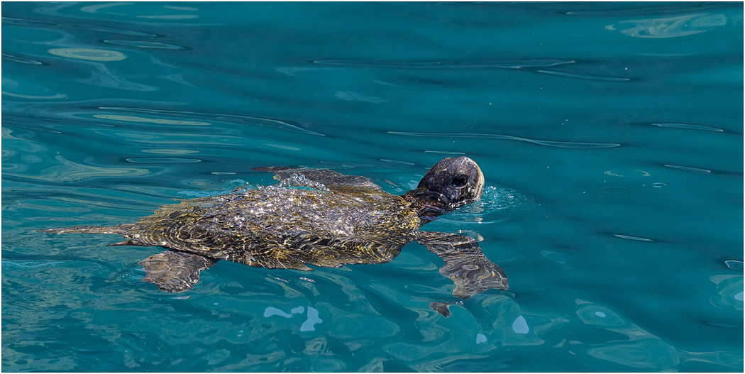 Galapagos Green Turtle