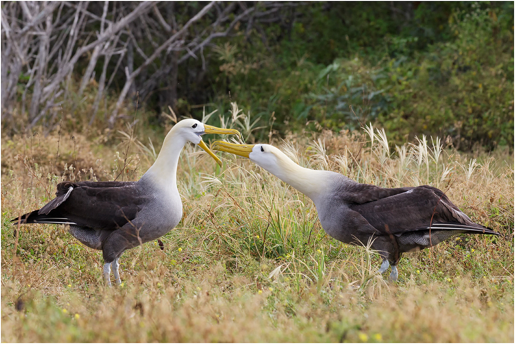 Waved Albatross courtship, Española, Galapagos Islands