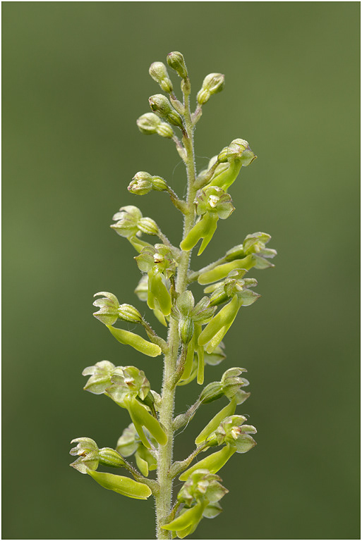 Lesser Twayblade