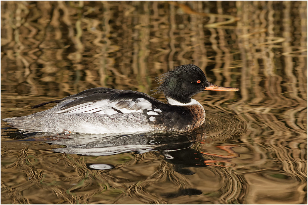 Red-breasted Merganser Drake - winter plumage