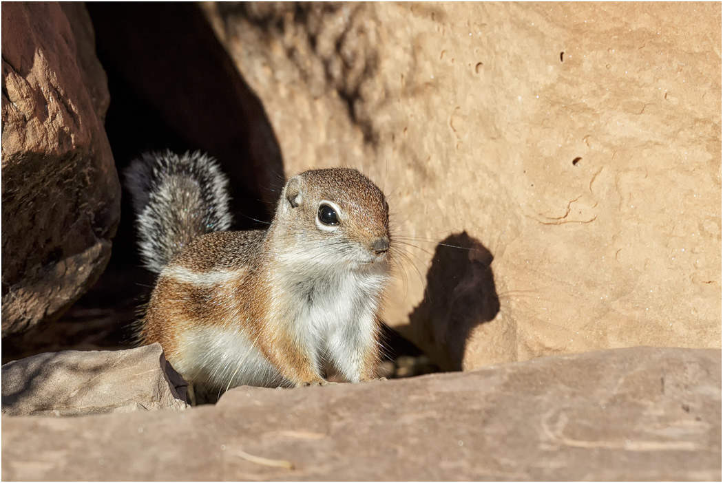 Antelope Squirrel, Utah, USA