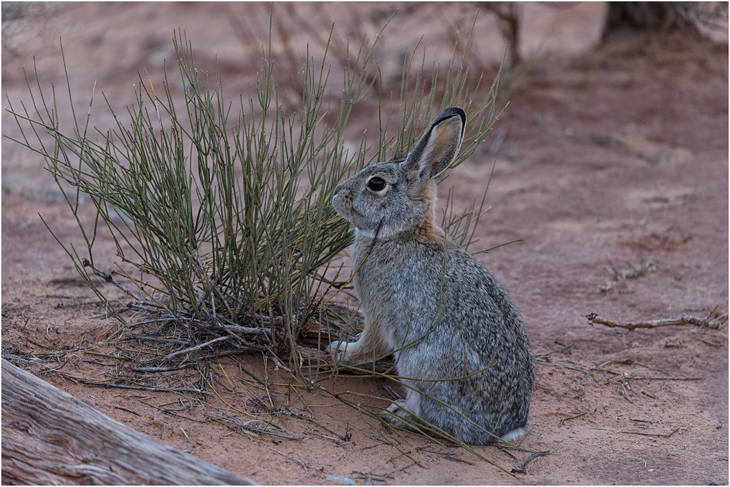 Snowshoe in Summer coat, Utah,USA