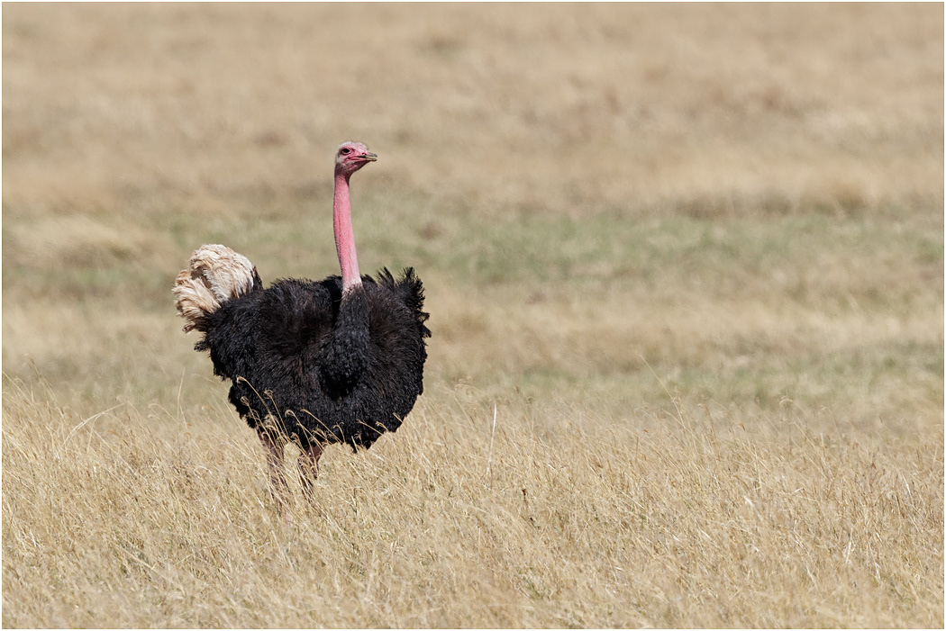 Common Ostrich, mature male displaying - Serengeti, Tanzania
