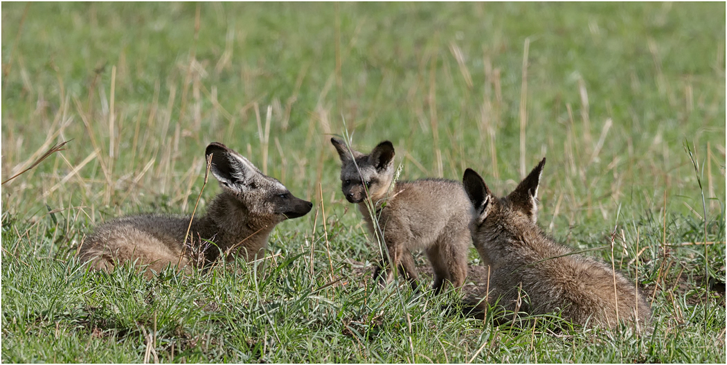 Bat-eared Fox family - Central Serengeti, Tanzania