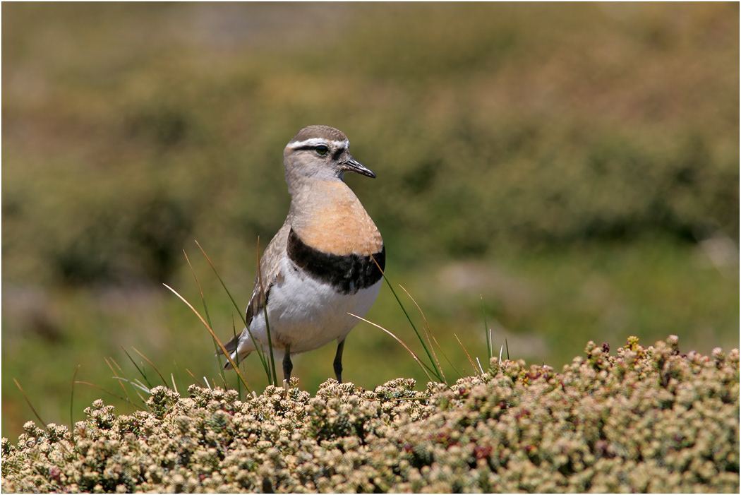 Rufous-chested Dotterel