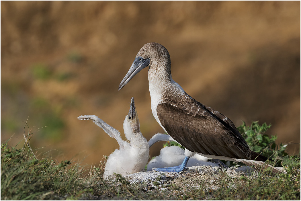 Blue-footed Booby with chick, Galapagos Islands