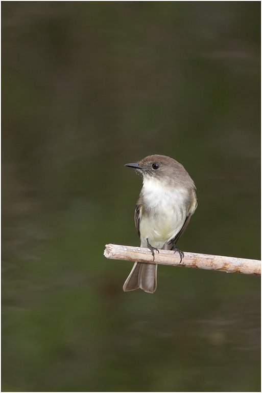 Eastern Phoebe, Florida, USA