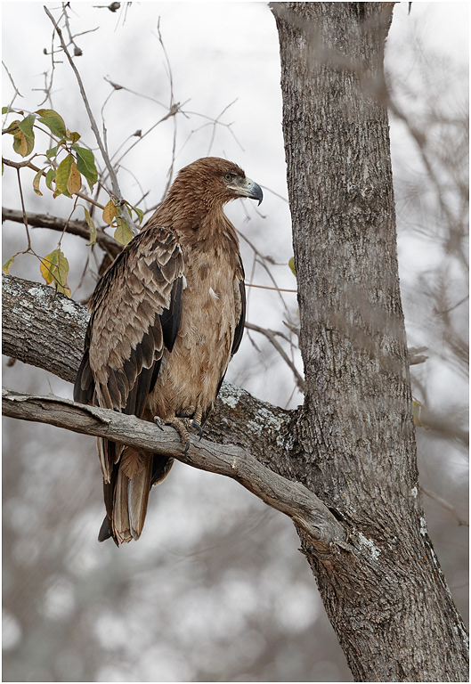 Tawny Eagle - Tarangire, Tanzania