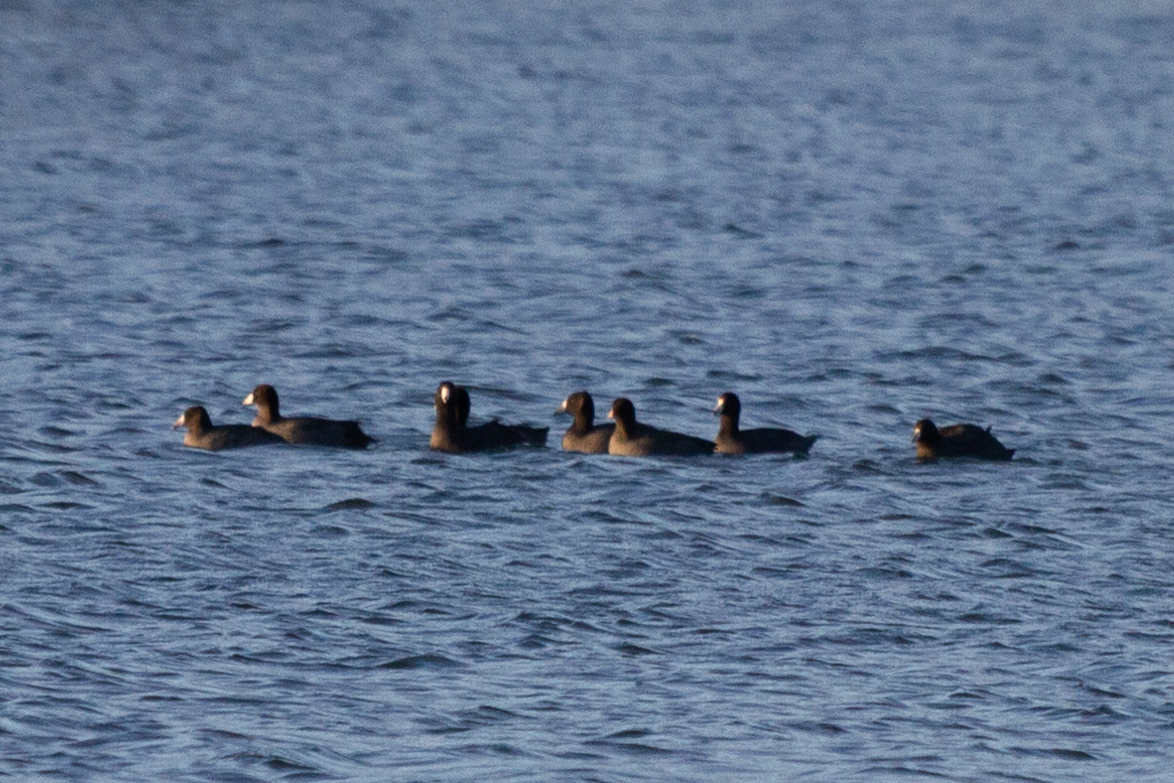 American Coot