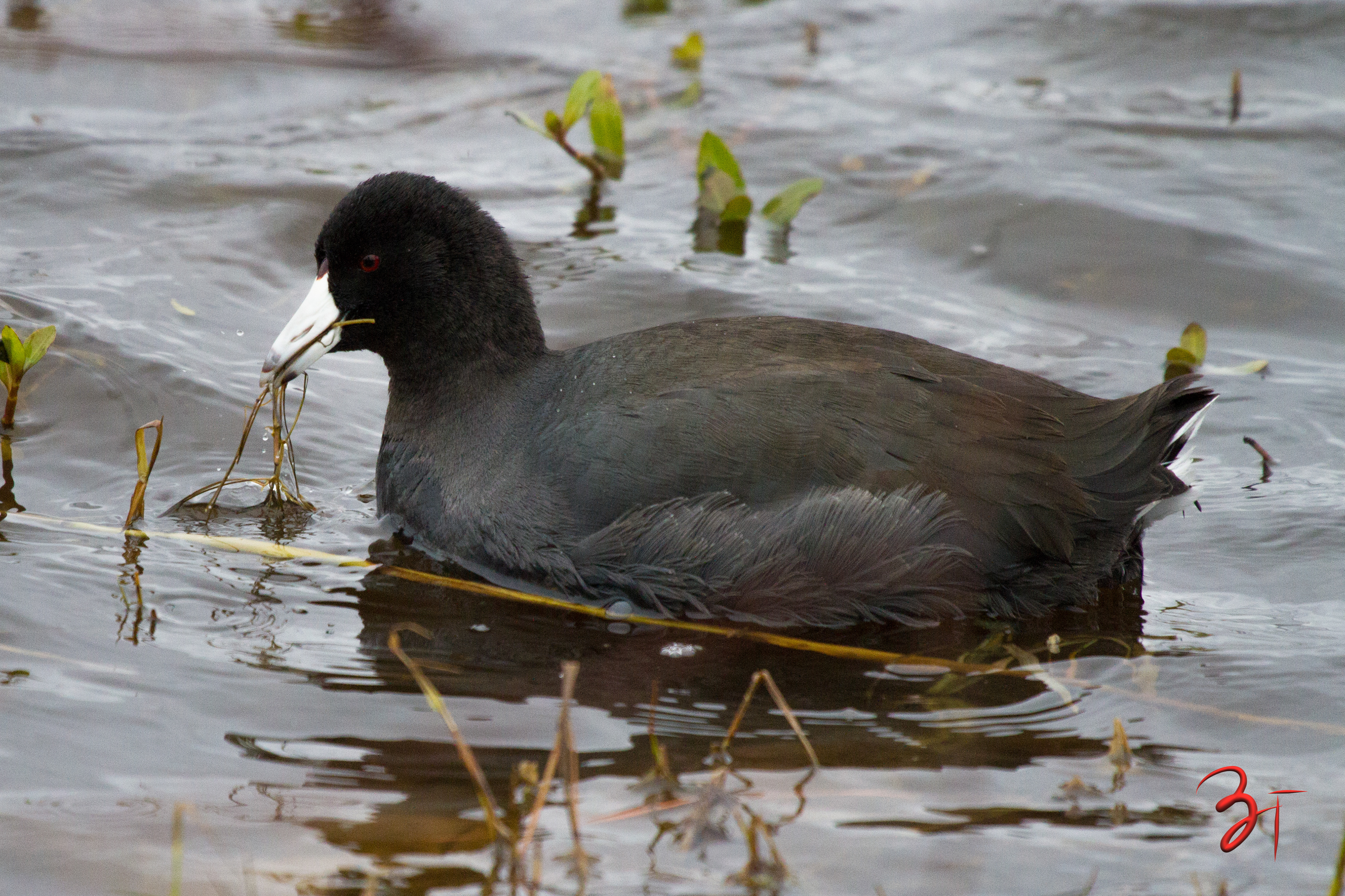 American Coot