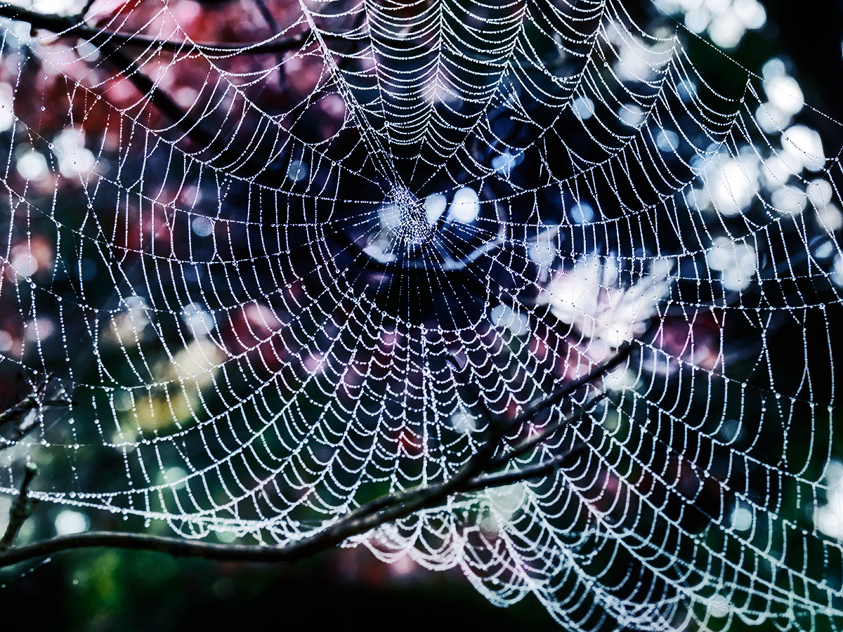 Spider Web