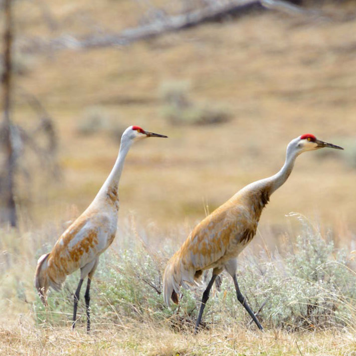 MyWildPix - Herons, Egrets & Cranes