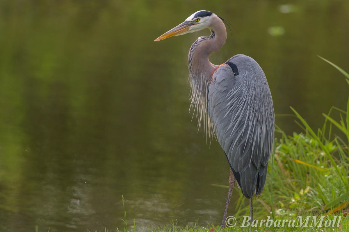 MyWildPix - Herons, Egrets & Cranes