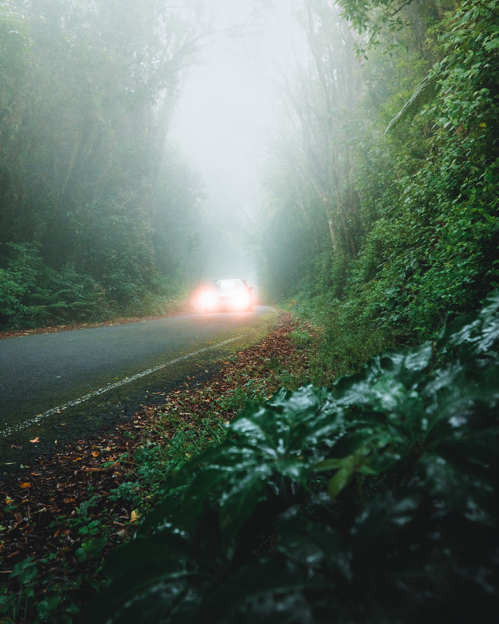 Road to Dawson Falls