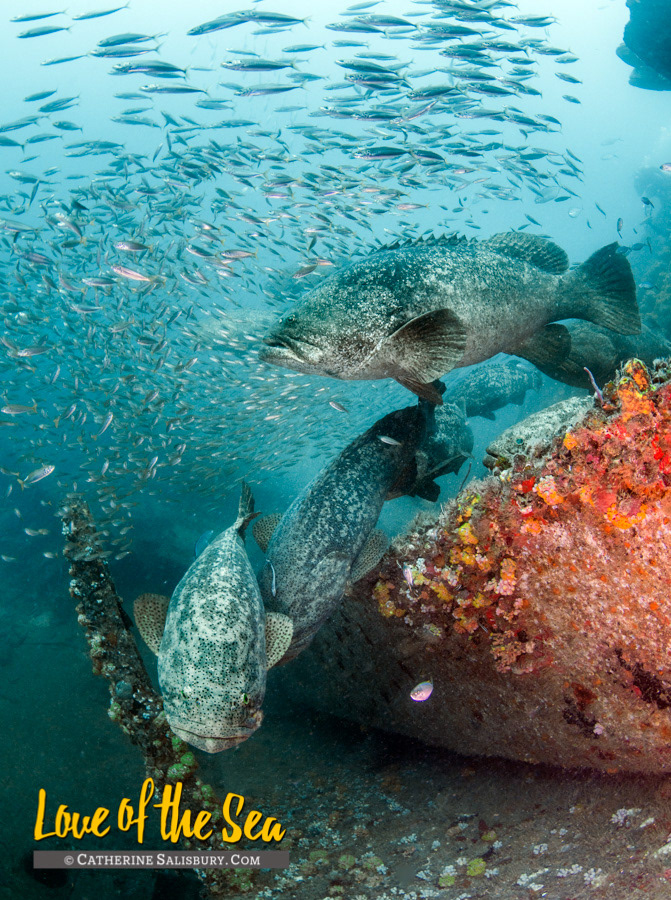Goliath Groupers on the M/V Castor - Boynton Beach, Palm Beach County FLORIDA by Cathy Salisbury