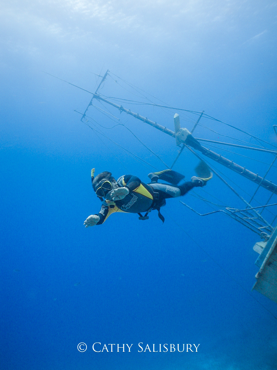 Our Confidence, Bonaire by Cathy Salisbury