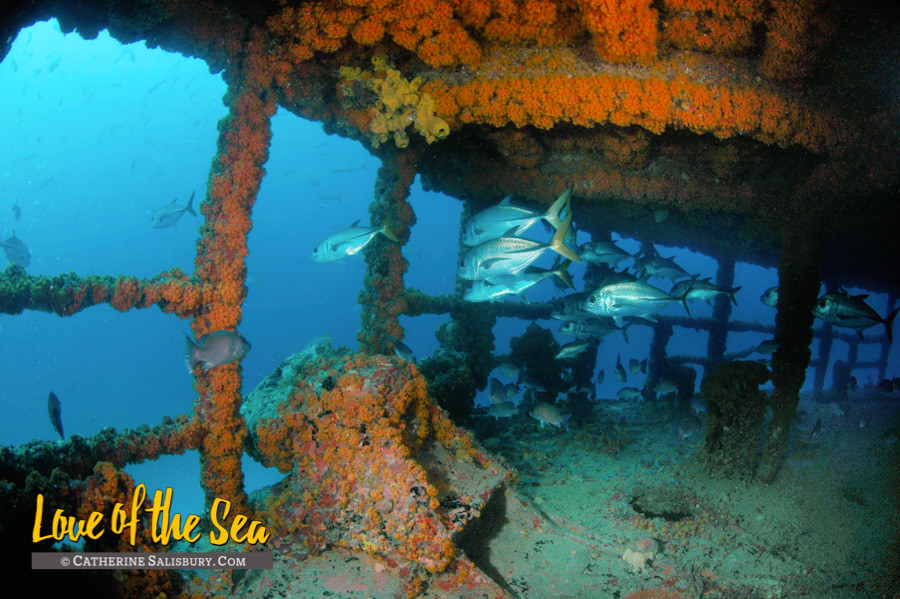 The Wit Shoal (USS LST-467) shipwreck, St Thomas USVI by Cathy Salisbury