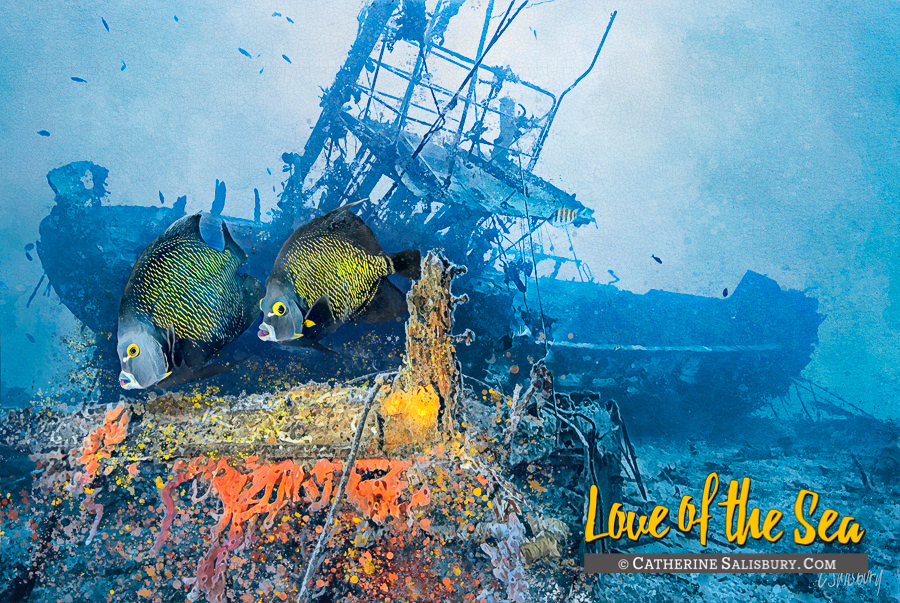 Our Confidence, Shipwreck on Bonaire by Cathy Salisbury