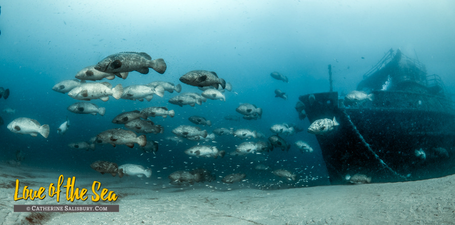 Goliath Groupers spawning near the Anna Cecilia wreck, Palm Beach, Florida by Cathy Salisbury