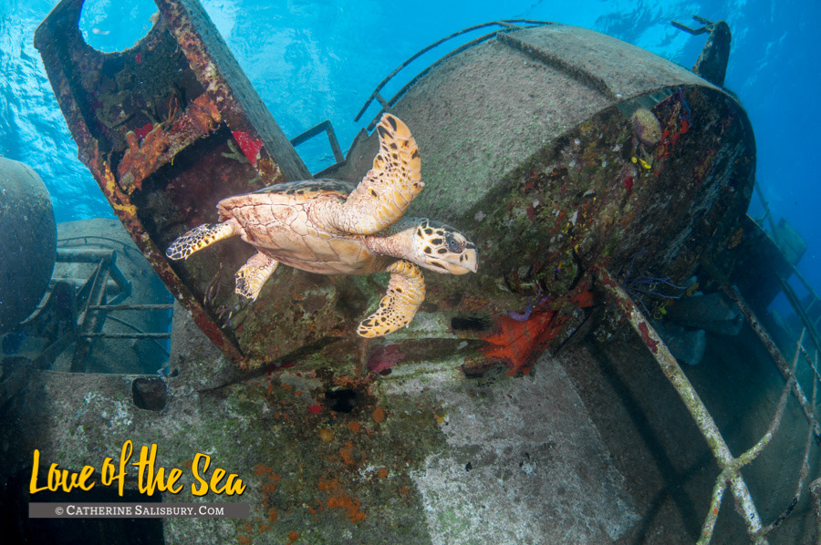 USS Kittiwake shipwreck, Grand Cayman by Cathy Salisbury