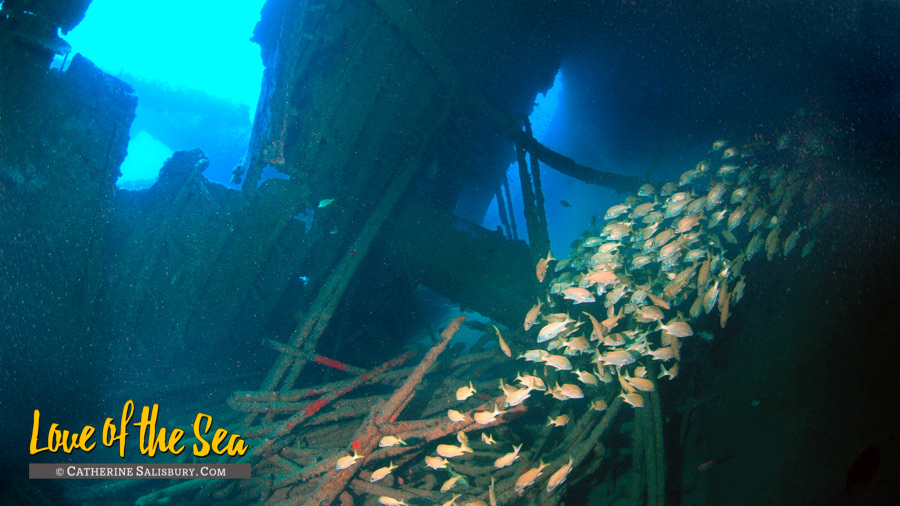 The Chikuzen - British Virgin Islands shipwreck by Cathy Salisbury
