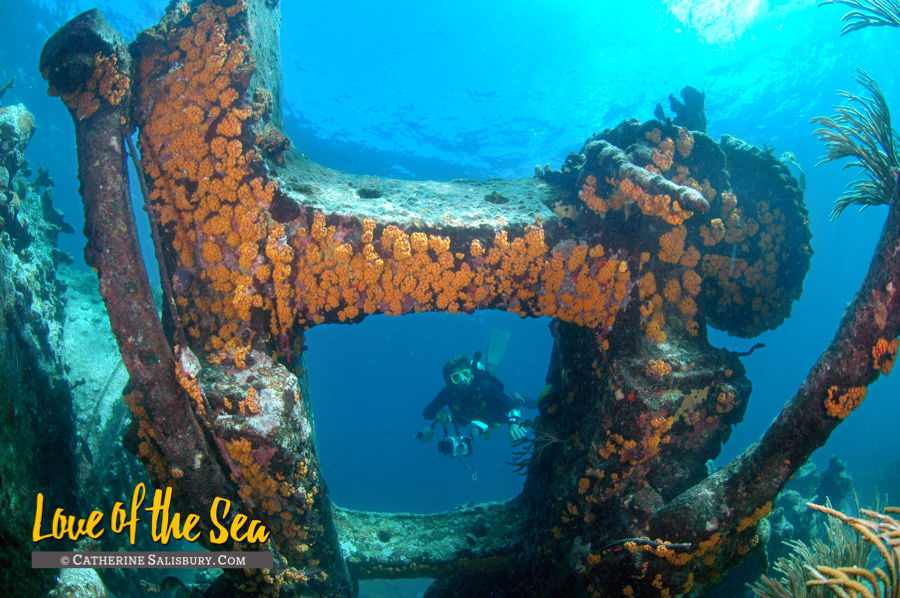The Rocus aka The Bone Wreck, Anegada, British Virgin Islands by Cathy Salisbury