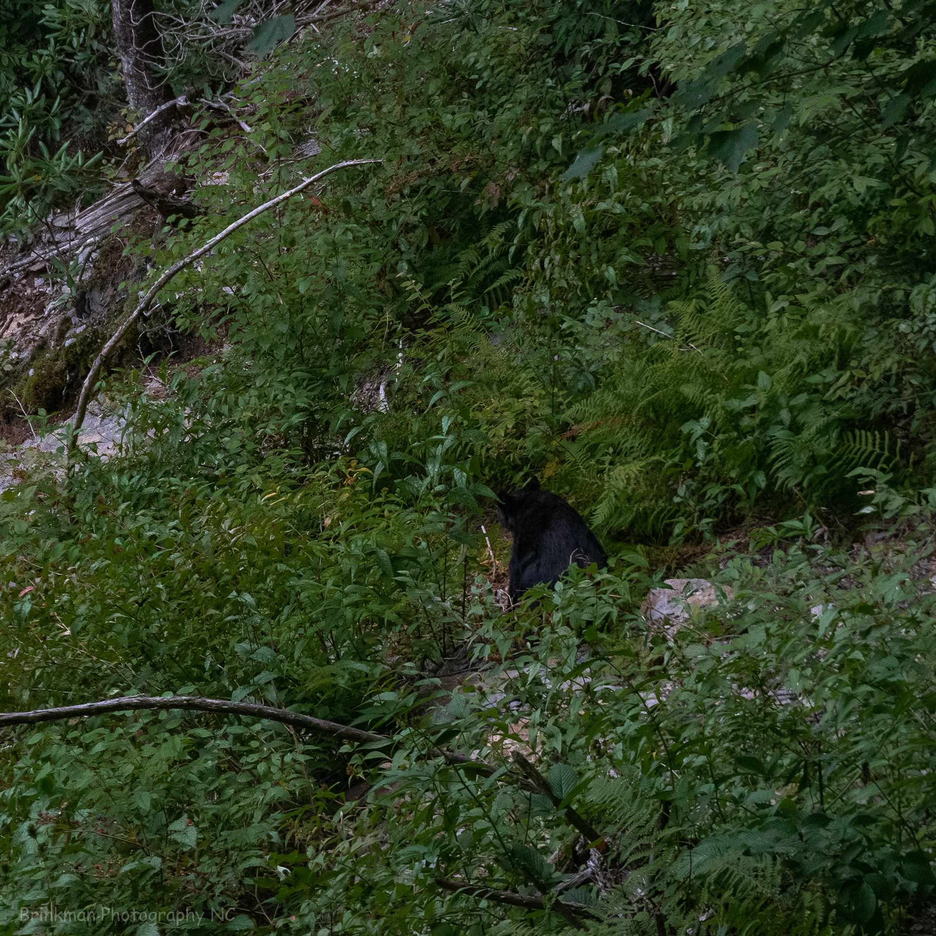 Bear 3