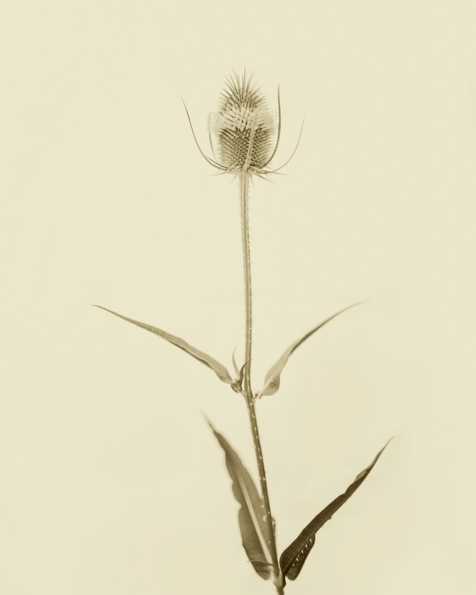 Dipsacus fullonum