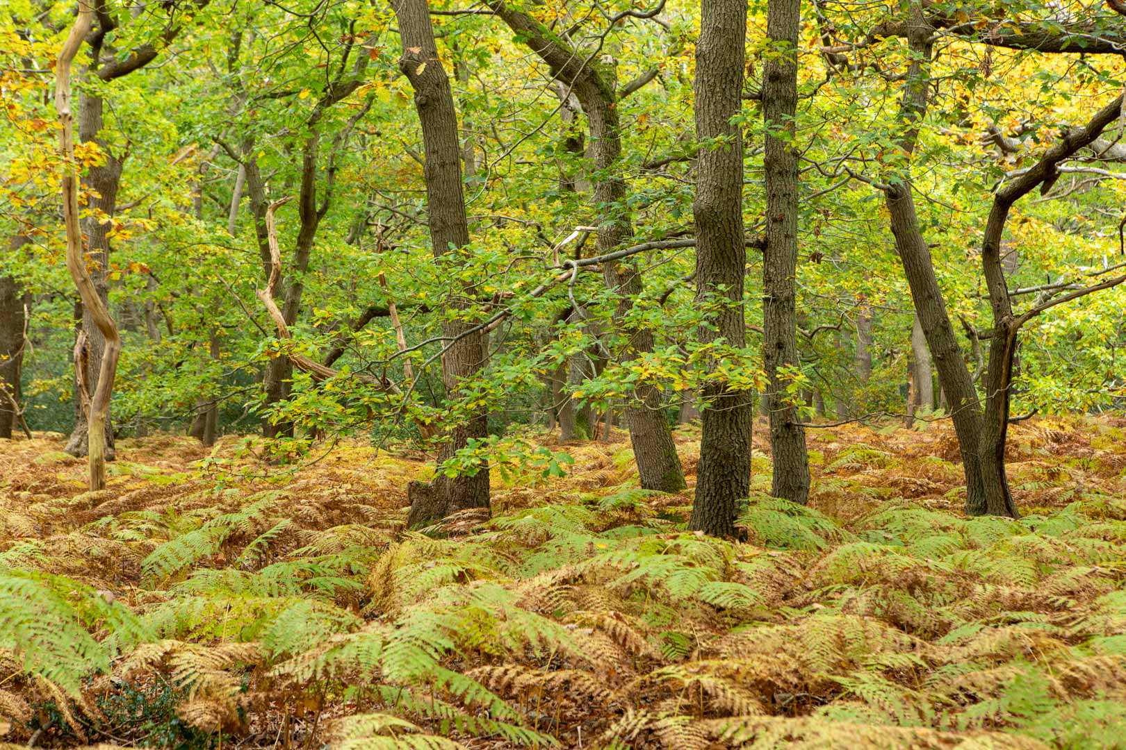 Burnham Beeches