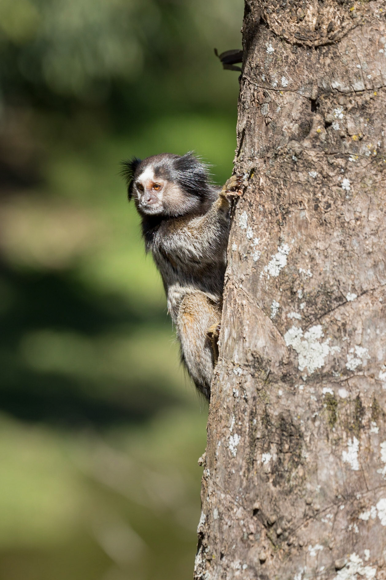 Um sagui observando o passeio