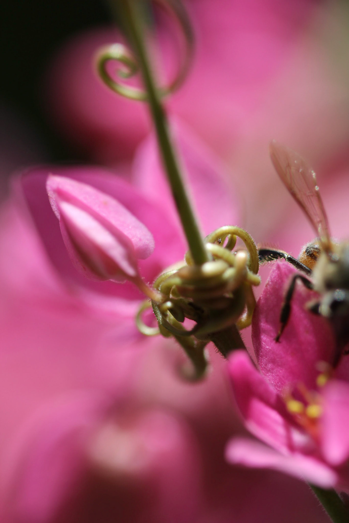 Flores com o caule se enrolando uns aos outros.