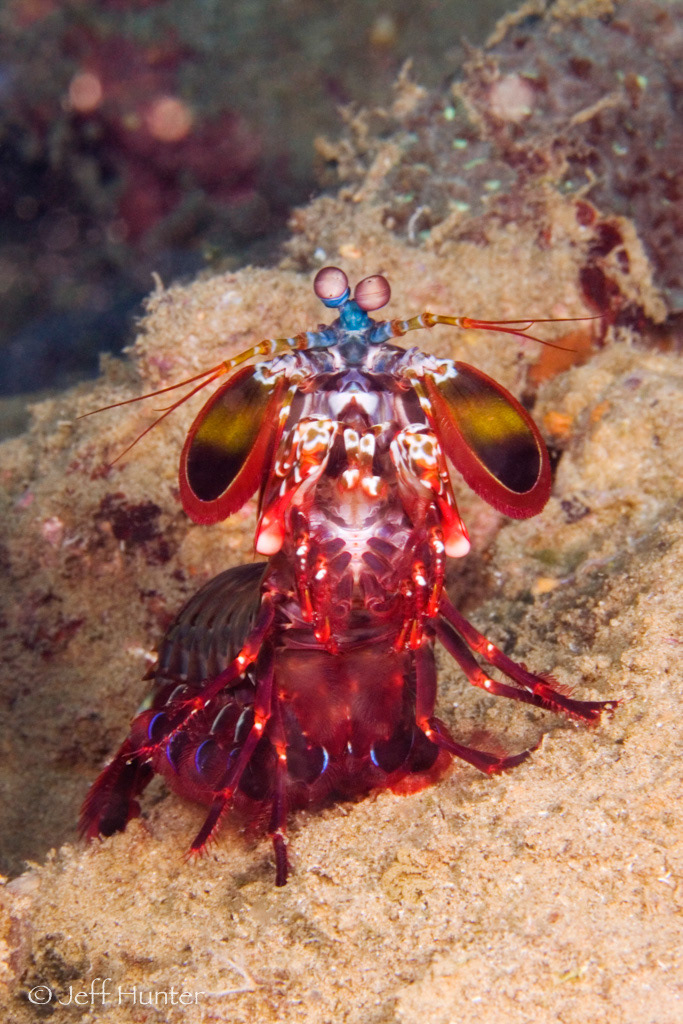 A portrait of a colorful Mantis Shrimp on a coral reef