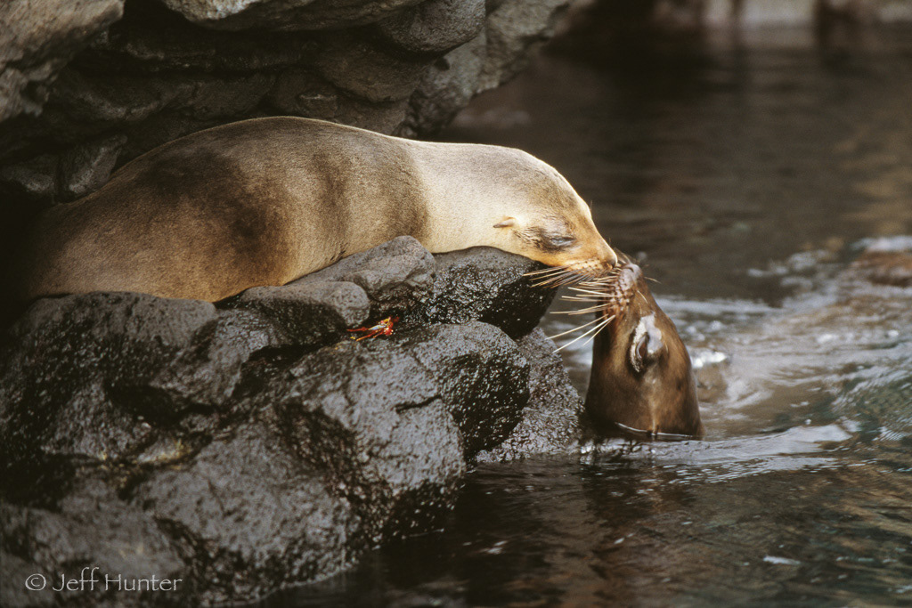 Two Galapagos Sea Lions kissing