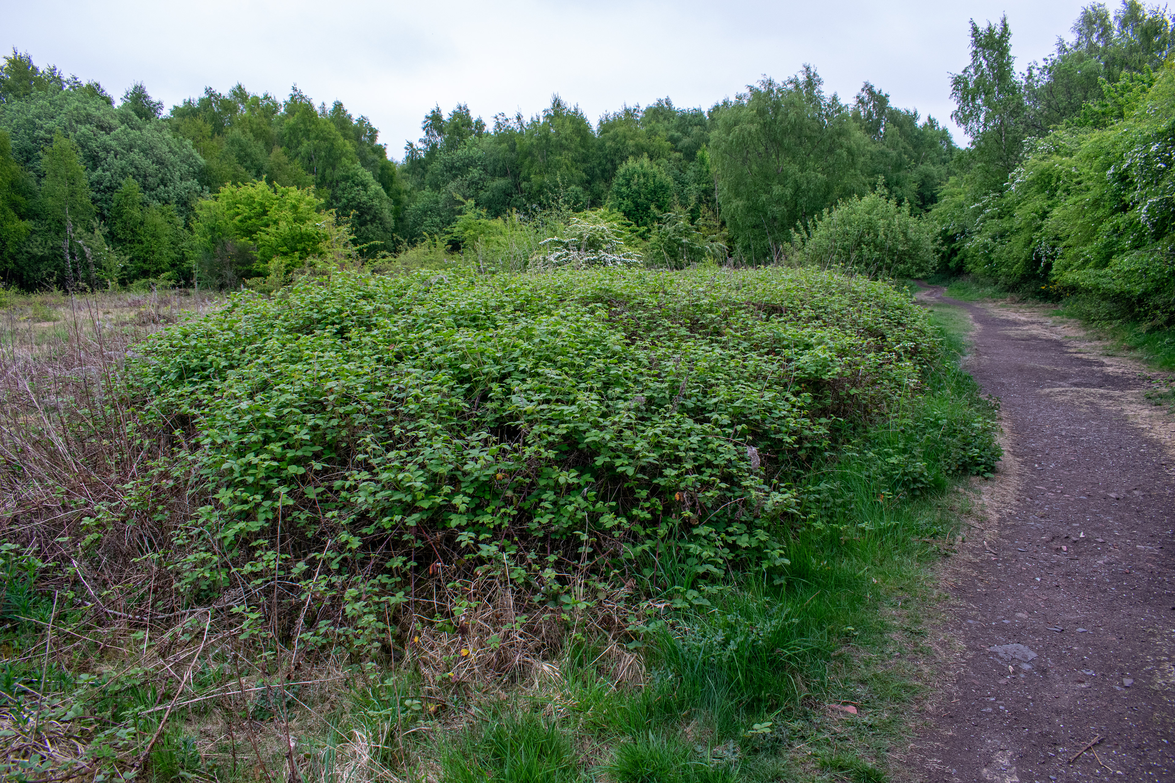 Fig. 9 - Brambles and bracken thrive when left alone (Johnson, 2020)