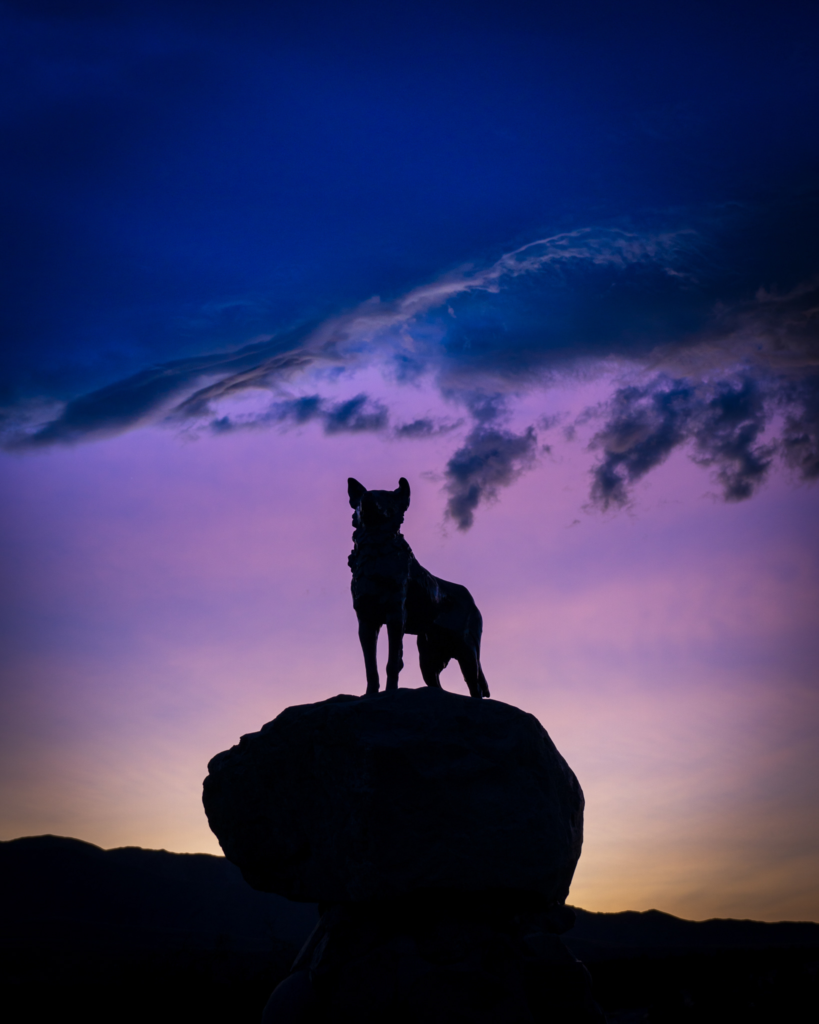 TEKAPO DOG