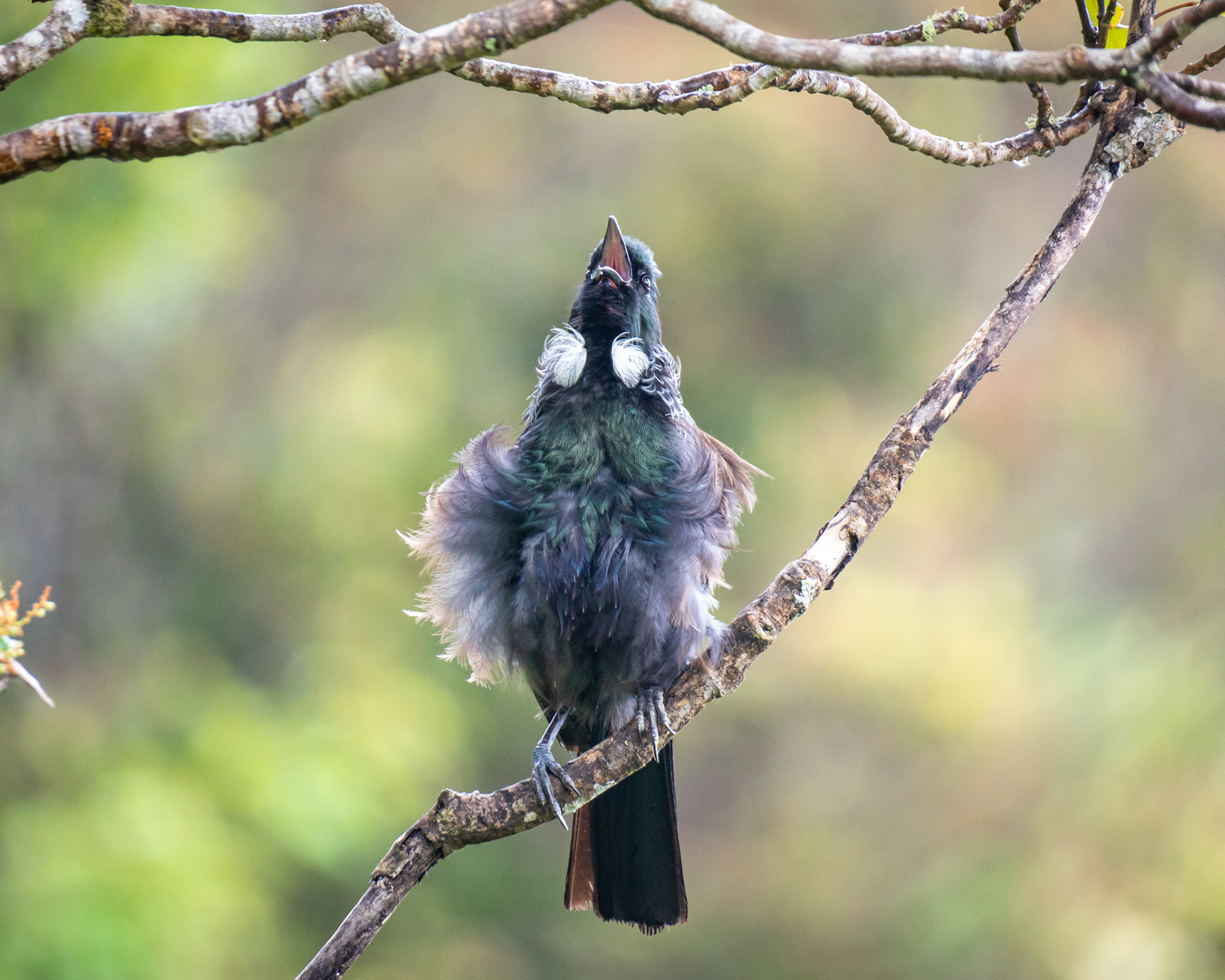 TUI SING 1