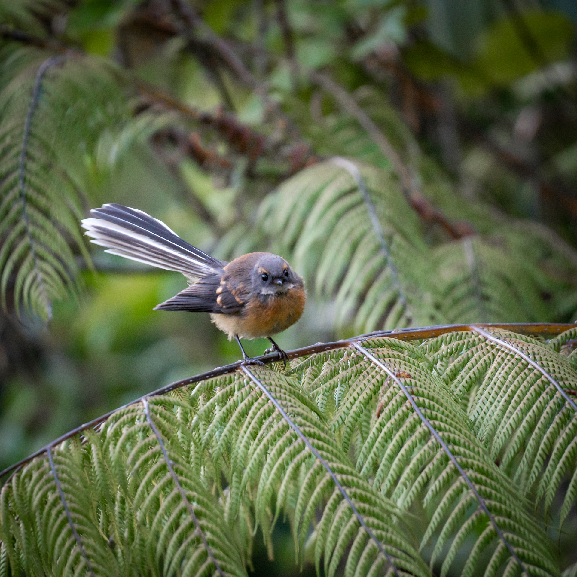 FANTAIL 2