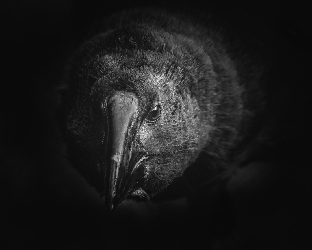 TAKAHE CHICK BW