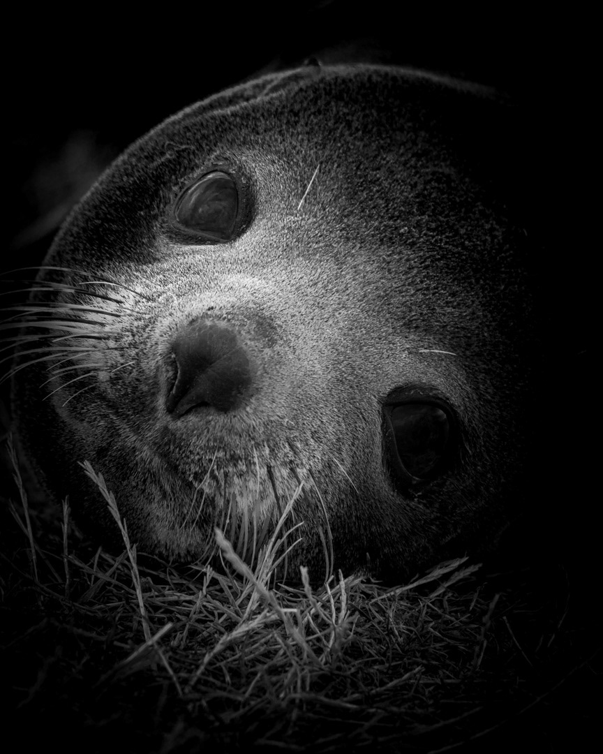 NZ FUR SEAL 2