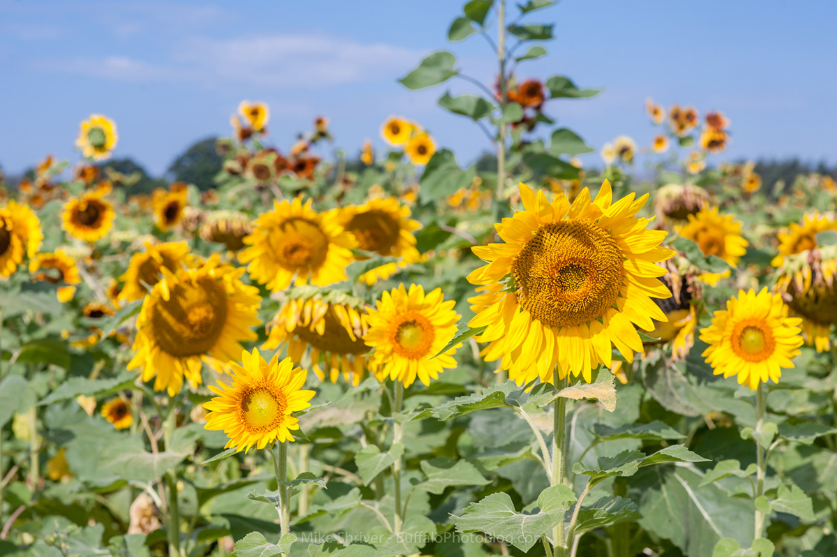 Photography of Buffalo, NY - sunflowers of sanborn