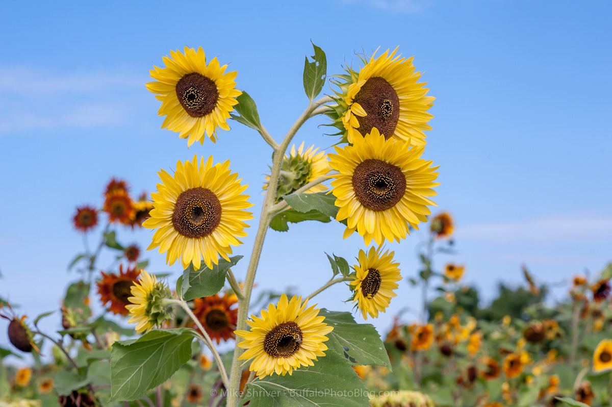 Photography of Buffalo, NY sunflowers of sanborn