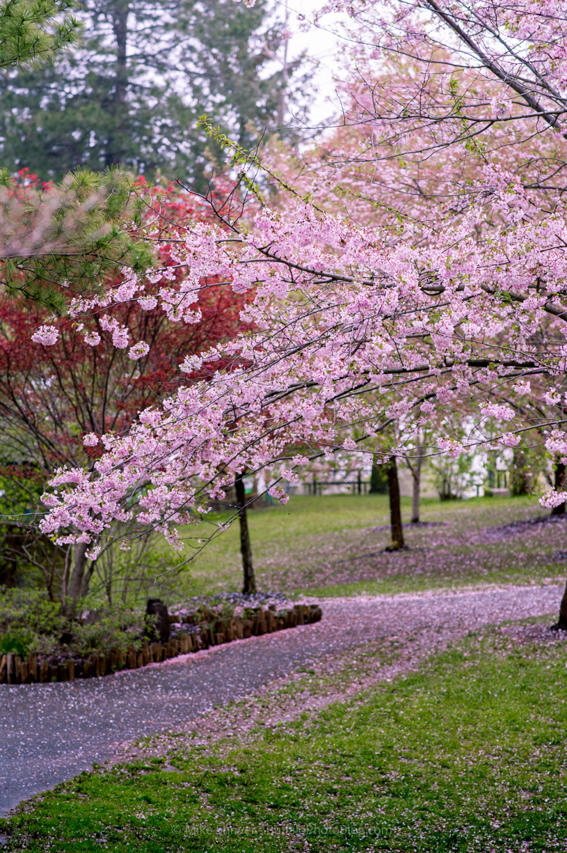 Photography of Buffalo, NY - cherry blossoms at delaware park