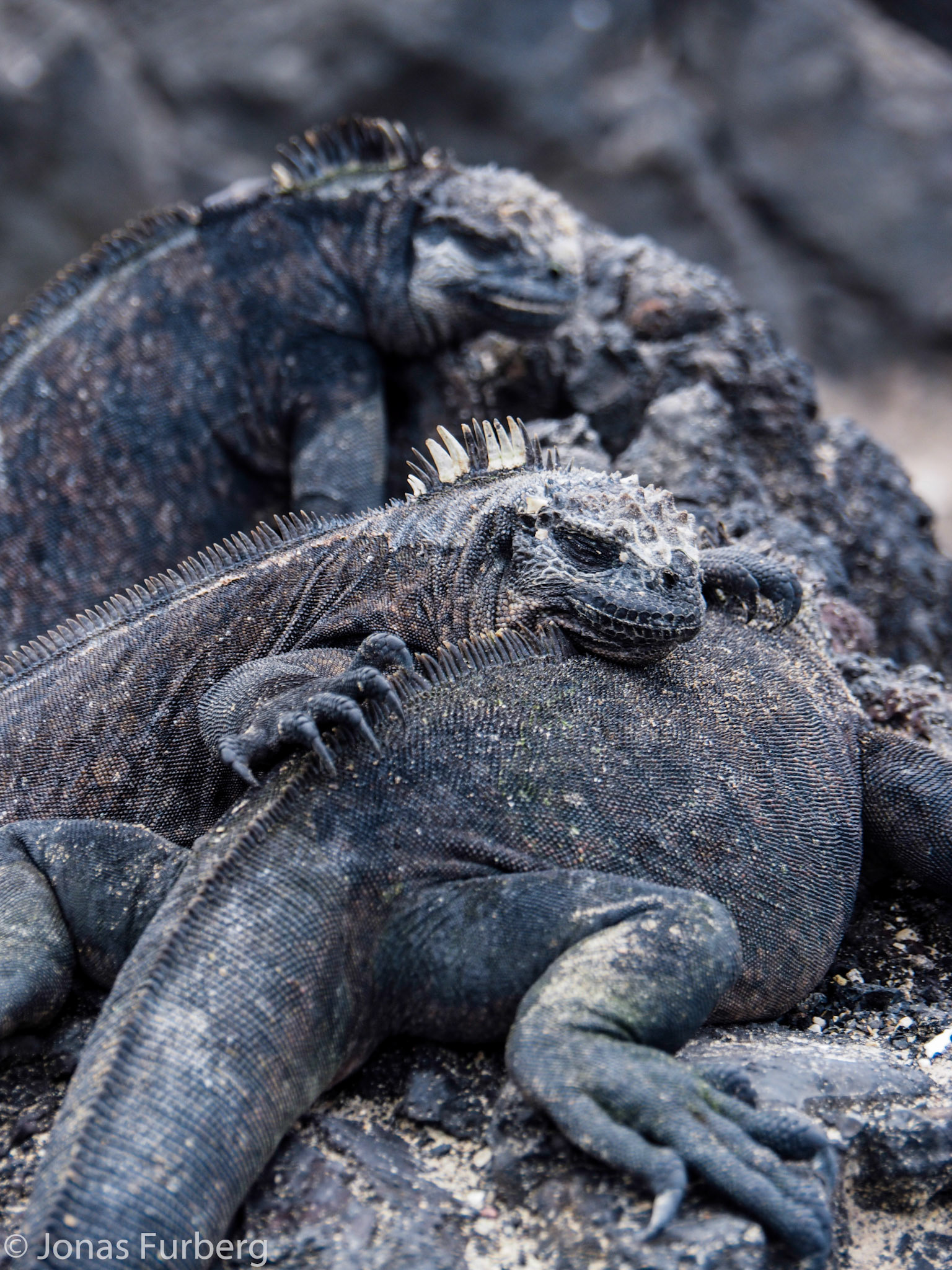 Iguana Pile