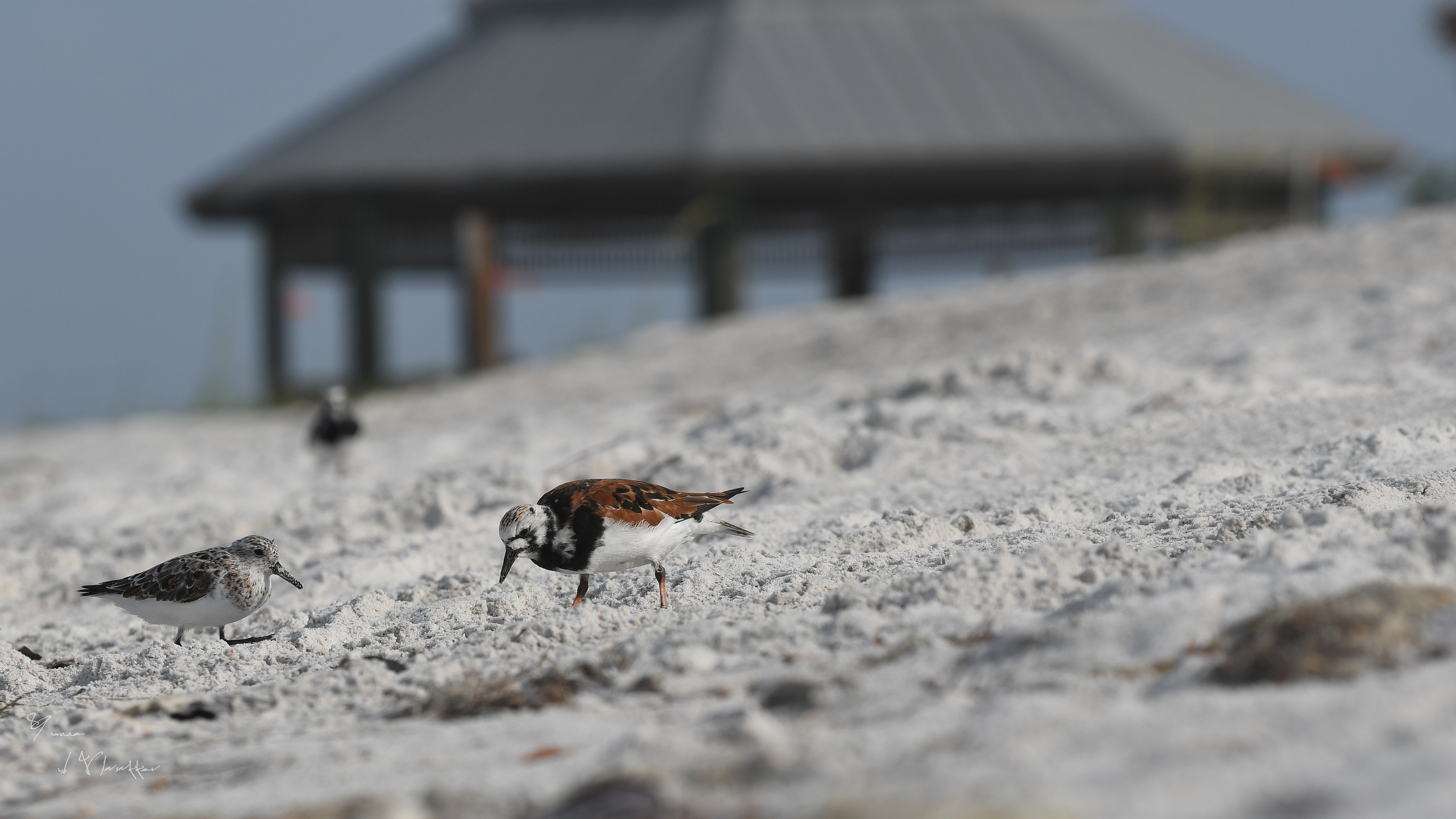 strandlopers