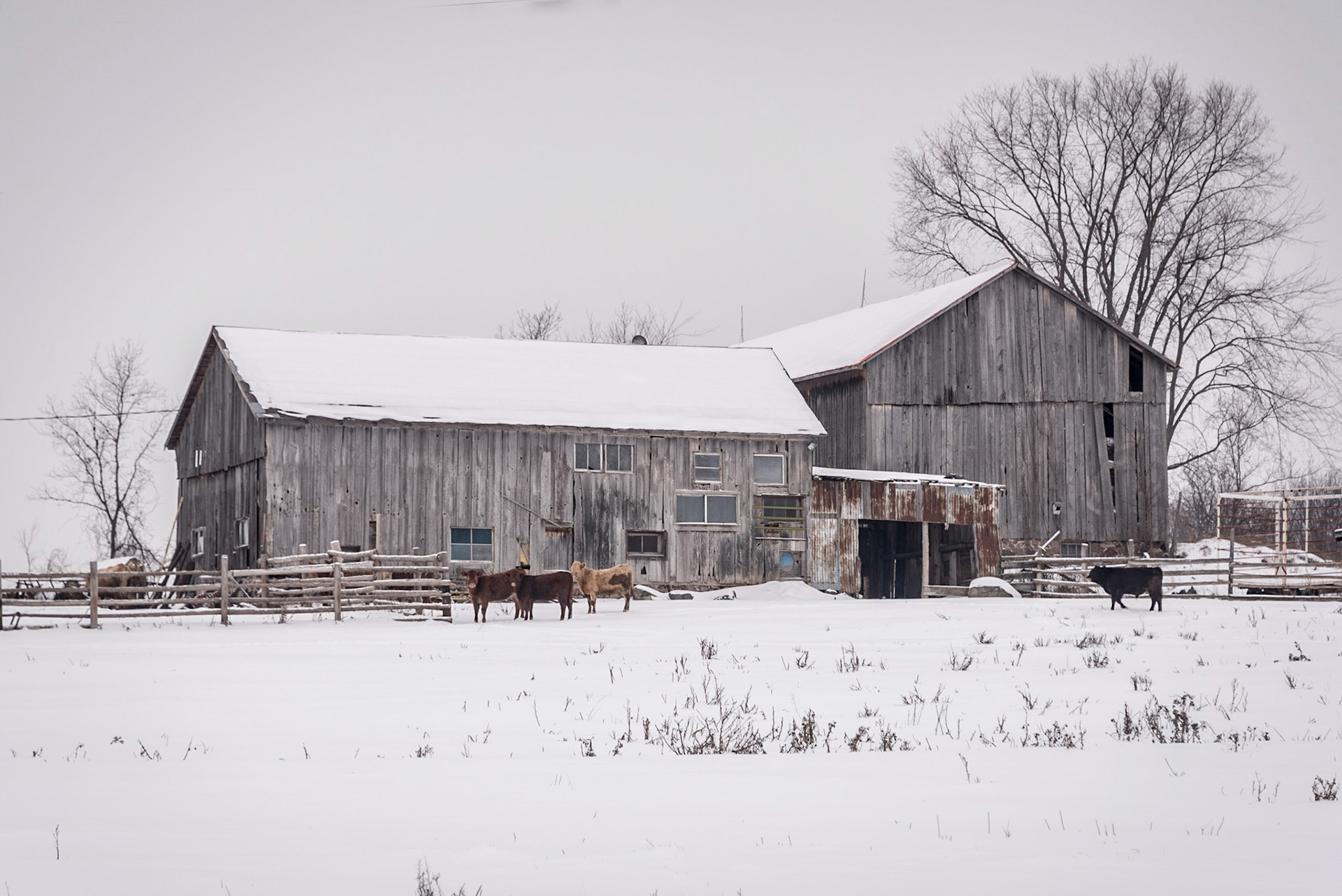 Winter on the Farm