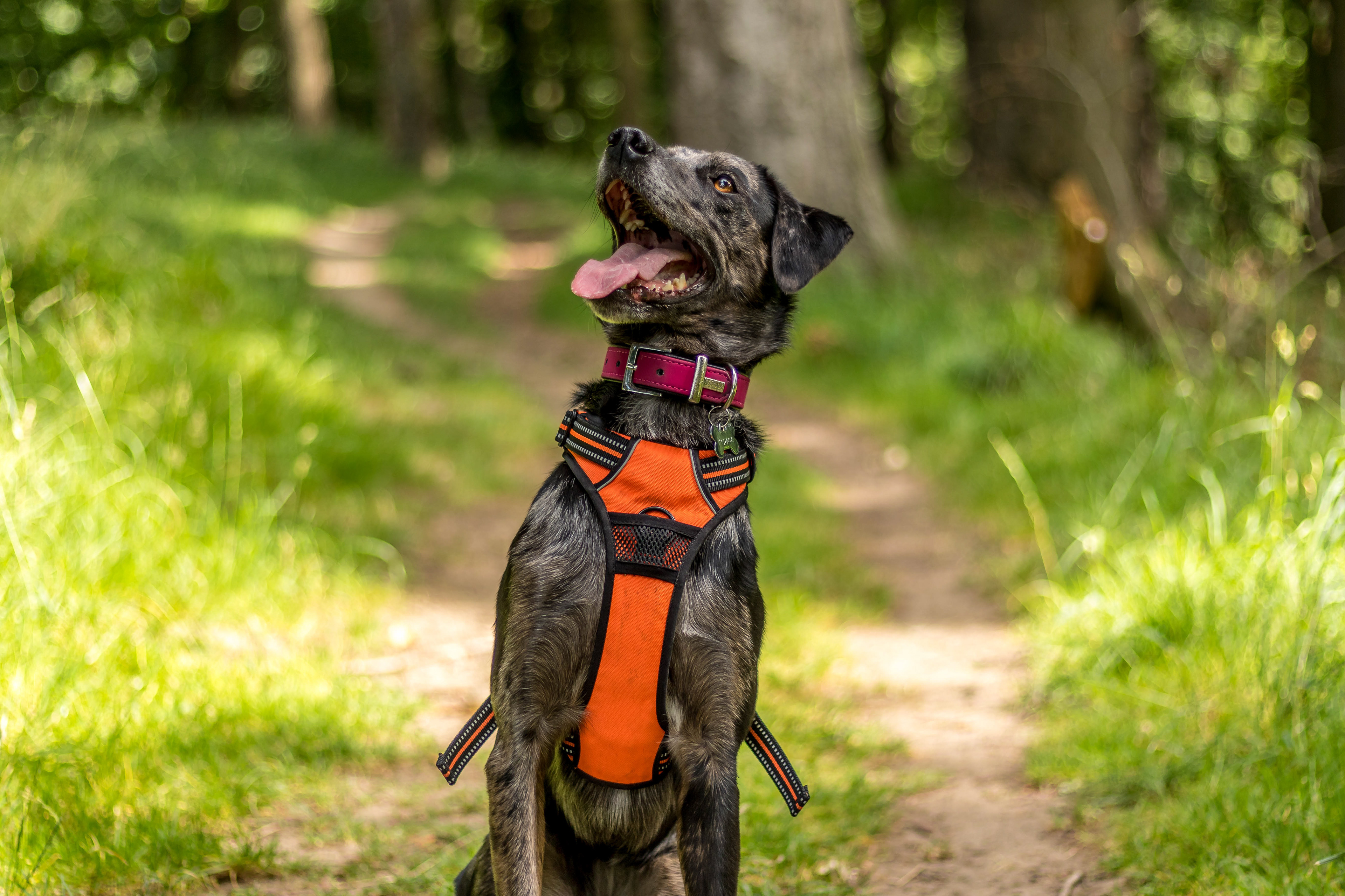 Daniel Dwyer Photography - The Perfect Pooch