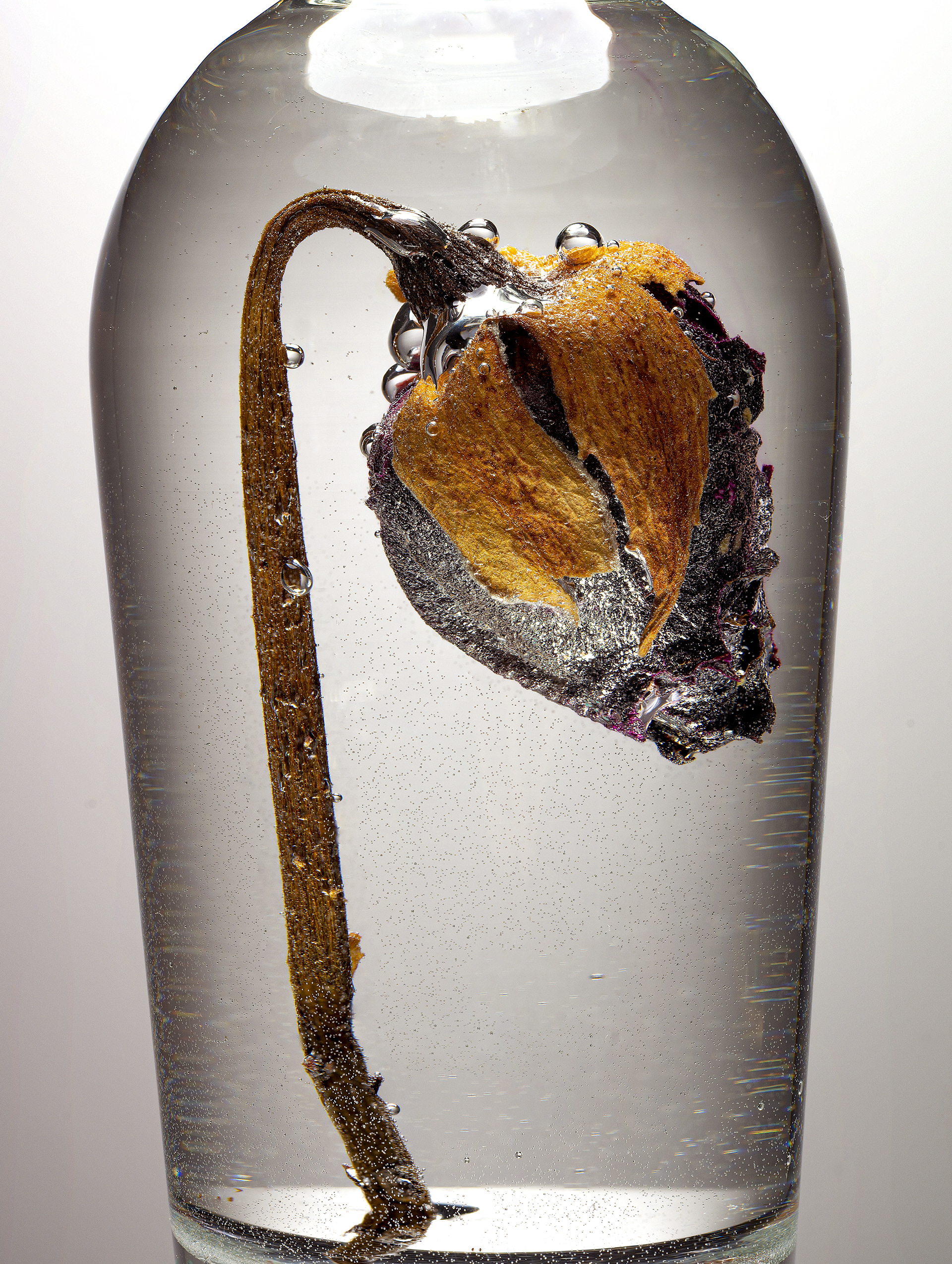 A red dried rose bud in a glass of water with bubbles on it against a light grey background in the studio