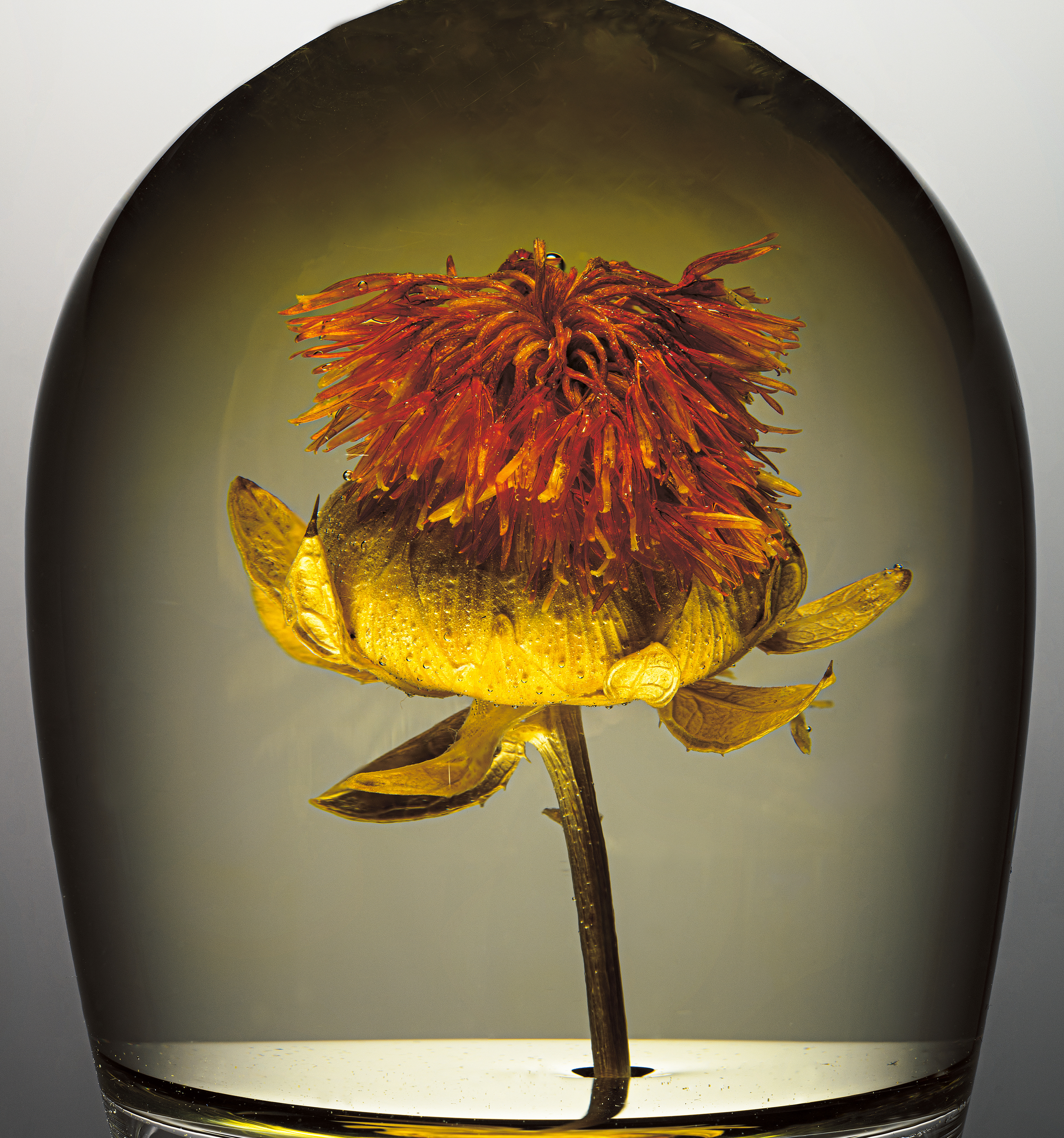 red dry thistle submerged in a glass of water against a grey background in the studio