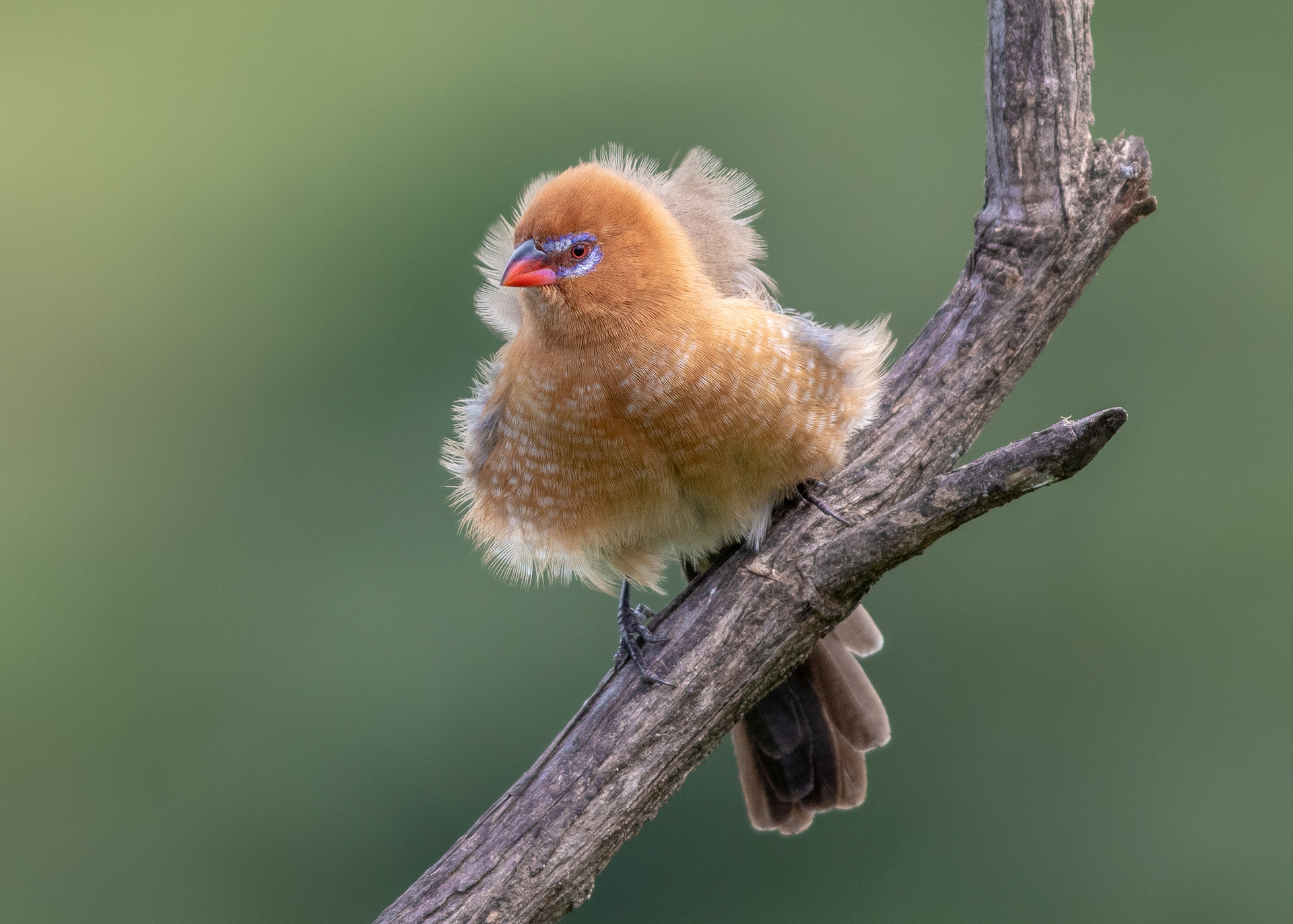 Wendi Fisher - Birds of Kenya